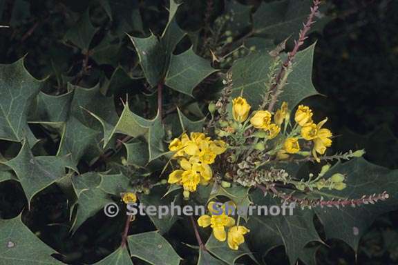 berberis aquifolium var aquifolium 2 graphic